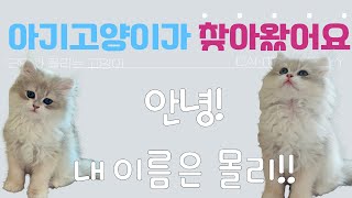 아기고양이가 또 찾아왔어요!