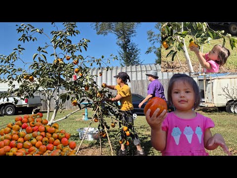 Persimmon Picking with Annie | Harvesting Autumn's Bounty