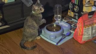 bopa burying her treasure #cutecat