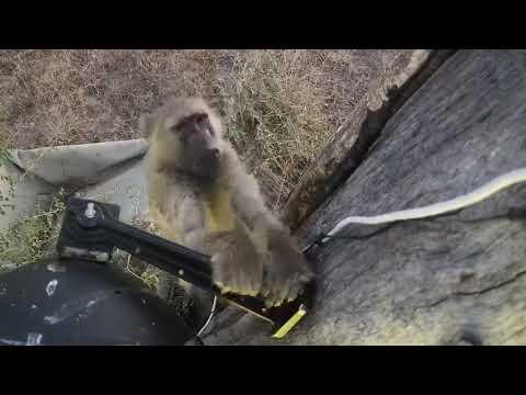 Djuma: Baboons getting ready for the night - 17:44 - 04/26/19