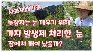 나대지 처리결과 가지 발생 처리제 처리한 잠자는 눈 깨우기 [사과재배방법]