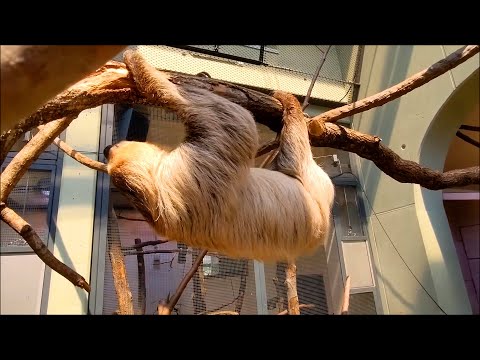 Faultier ist wegen Sommerhitze faul und langsam