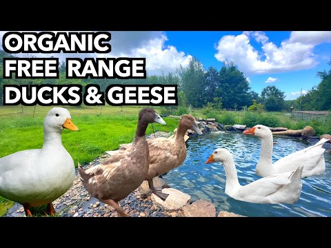 Why Every Orchard Needs Ducks & Geese