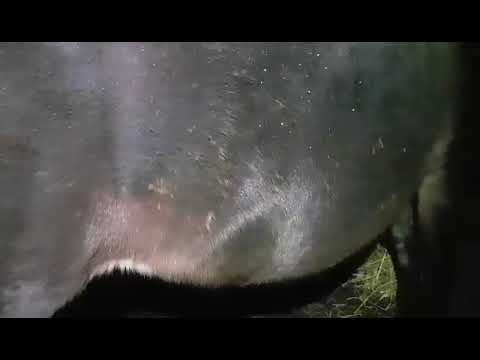 20191114 Dimmans Electra gravidmage på 161 dygnet