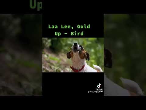 This my favorite Jamaican song Laa Lee gold bird 🦅 🇯🇲