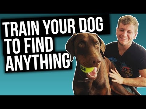 How to Train Scent Detection