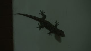 preview picture of video 'Gecko Lizard'