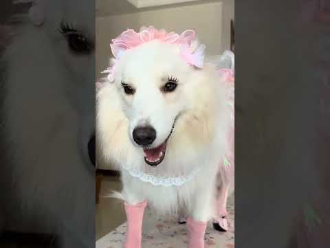 #cute #funny #funnycomedy