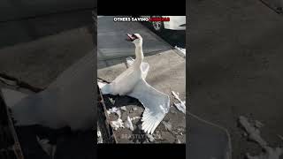 Others Saving Animals vs THIS GUY💀☠️️‍🔥🥶😲🤯💦🌊💧