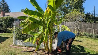Overwinter banana Plants