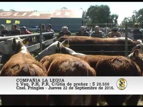 22-09-16 Venta de Vaq. P.C. y P.R. Preñadas - Compañia La Legua - Coronel Pringles.