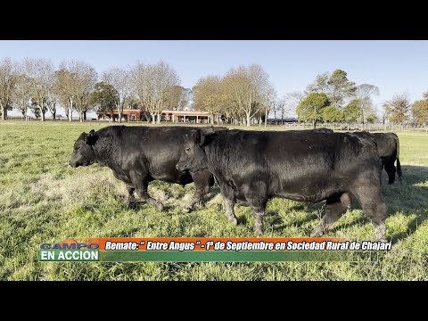Cabaña La Juanita y Surangus Previa Remate Entre Angus en Chajari - Carlos Ojea Rullán