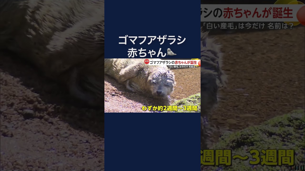 流氷と同じ色の“白い産毛”が見られるのは今だけ　ゴマフアザラシの赤ちゃん誕生 伊豆・三津シーパラダイス#shorts