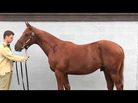 2021 October Yearling Sale - Lot 567 c. ECTOT x GREGORACI