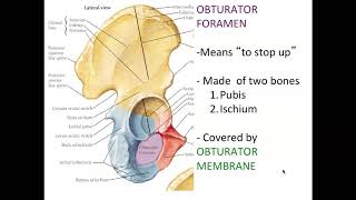 Bones of the Lower Limb
