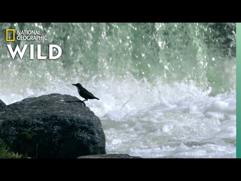 Birds "Fly" Through Water For Food | Wild Nordic