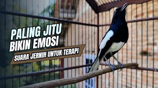 Download lagu suara BURUNG kacer GACOR ngeplong KONSLET Tarung ini Paling Ampuh buat PANCINGAN KACER agar EMOSI mp3 Download lagu suara BURUNG kacer GACOR ngeplong KONSLET Tarung ini Paling Ampuh buat PANCINGAN KACER agar EMOSI mp3