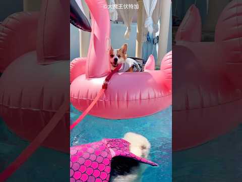 dogs swimming