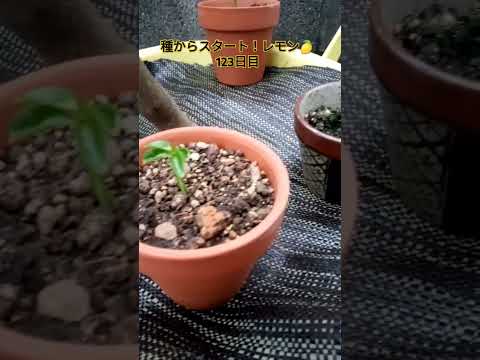 オリジナルの装飾アイデア、鉢植えのレモンの木の育て方