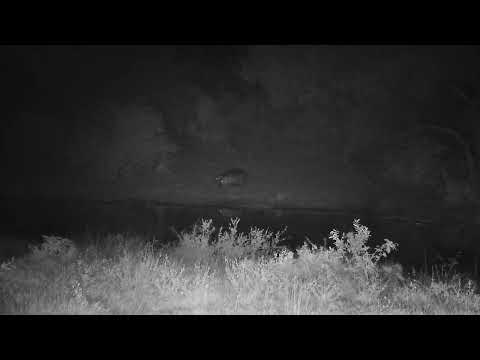 Djuma: Three Hippos - 20:57 - 06/20/2023