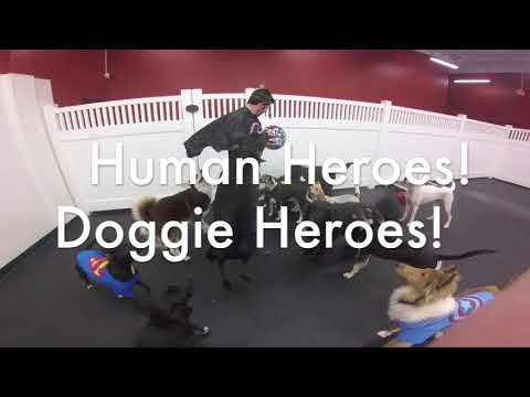Dogs Dress up as Super Hero!