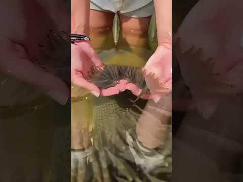 Baby Bowfin Swarm