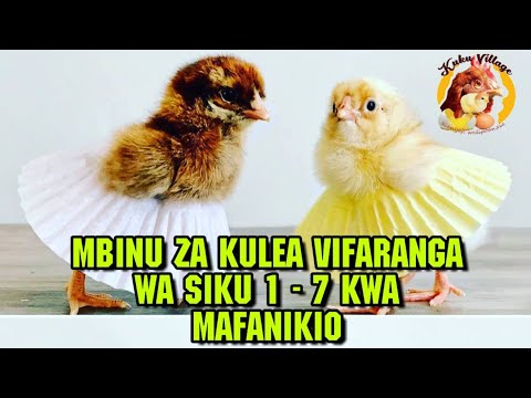 , title : 'Uleaji Wa Vifaranga Siku ya 1 - 7, Hatua kwa Hatua. Hatua zote Muhimu Kuzifahamu.'