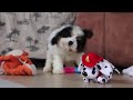 Cavapoo dogs for sale: Galen - Video 1