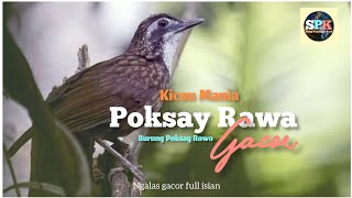 Download lagu Poksay Rowo Gacor mp3 Download lagu Poksay Rowo Gacor mp3