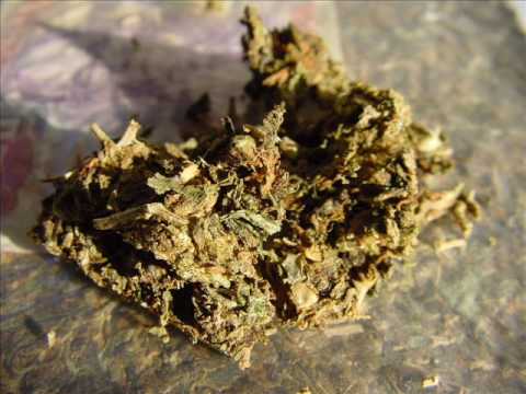 MOA a VERTIX - makak