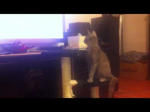 Russian Blue kitten Isadora watches TV