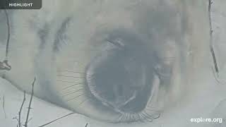 Gray Seal Pupping | Highlight Reel 2024