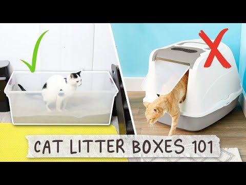 The Best Cat Litter Box Set Up - All About Litter Boxes
