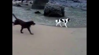 Dex and Jake on Amroth Beach