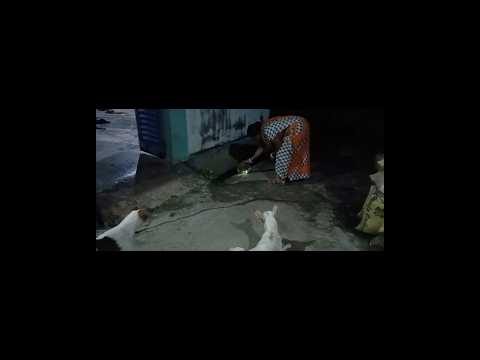 Dog#shortvideos