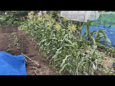 夏に果樹を昆虫や鳥から守るにはどうすればよいですか？編集者によってテストされ承認された 6 つのヒント  庭園