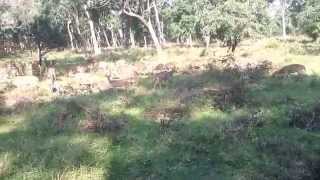 preview picture of video 'Group of Spotted Deers in Bandipur Safari'