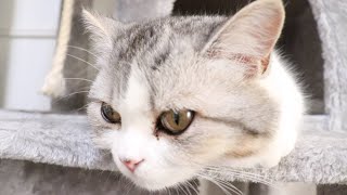 可愛い可愛いうちのおミルさん！お昼はいつもこんな感じです！【猫:マンチカン】