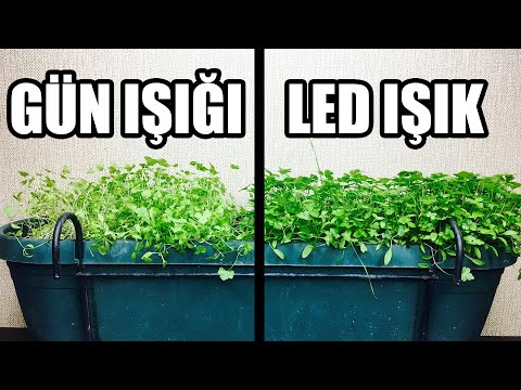 , title : 'Güneş Olmadan Bitki Nasıl Yetiştirilir ? | Bitki Işığı Nasıl Olmalı'
