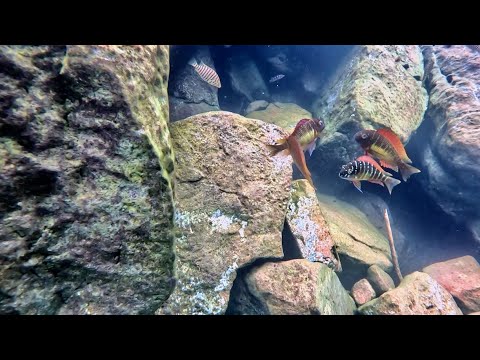 Nuotare con i ciclidi - Tropheus moorii kambwimba