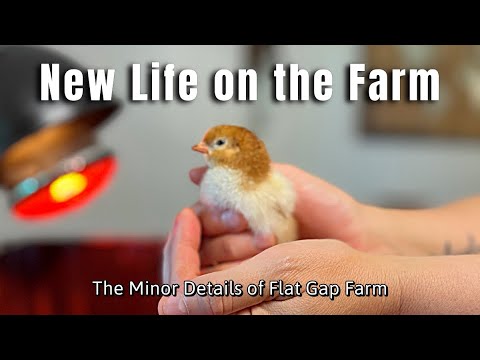 Our First Chickens Hatch