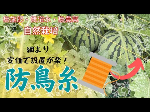 ムクドリをバルコニーから遠ざけるにはどうすればいいですか？厄介で騒々しい害虫を追い払うための 5 つのヒント  庭園