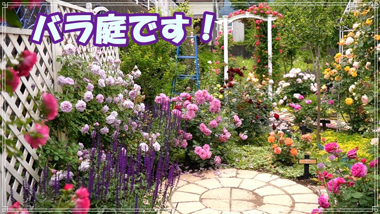 遂にバラが咲きました！