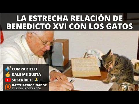 Las increíbles anécdotas sobre el Papa Benedicto XVI y los gatos