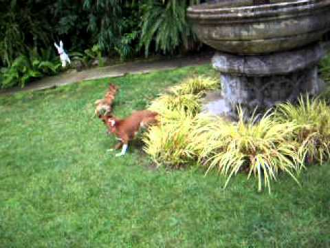 Winnie, an adopted Rat Terrier & Basenji Mix in Century City, CA_image-1