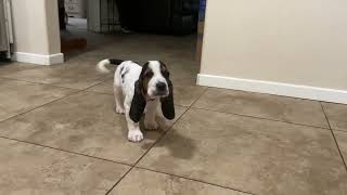 Basset Hound Puppies Videos