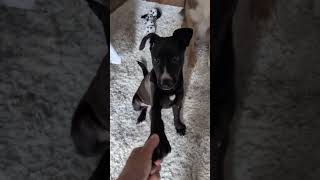 Video preview image #1 Mutt Puppy For Sale in Mount Laurel, NJ, USA