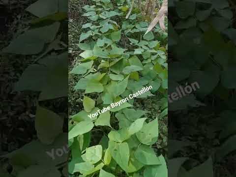 En Dios ponemos está plantación de frijoles. Guayucalí, Condega, Estelí, Nicaragua 2025