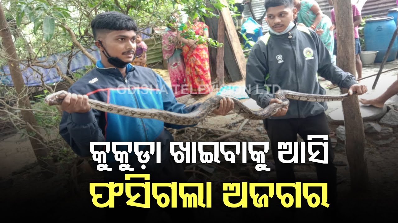 9-Feet-Long Python Rescued From Malkangiri