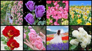 Dp Pictures For Whatsapp  Flower Wallpaper Photo  